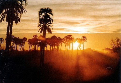 Los palmares al atardecer