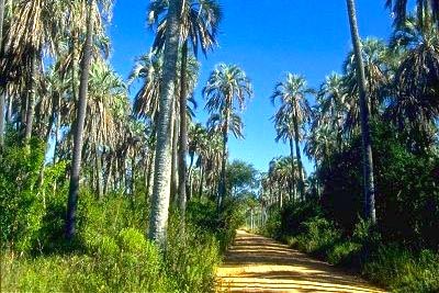 Caminos entre los palmares