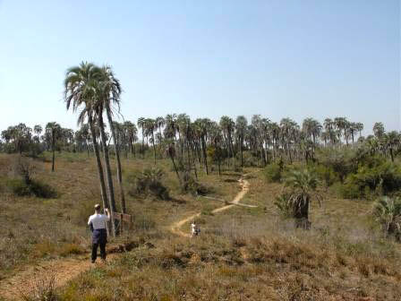 Sendero del palmar
