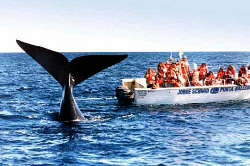 fotosafari avistajes de ballenas peninsula valdes puerto madryn 6
