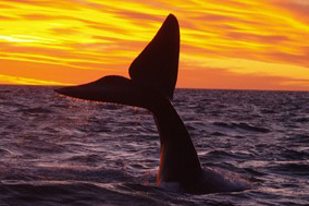 fotosafari avistajes de ballenas peninsula valdes puerto madryn 7