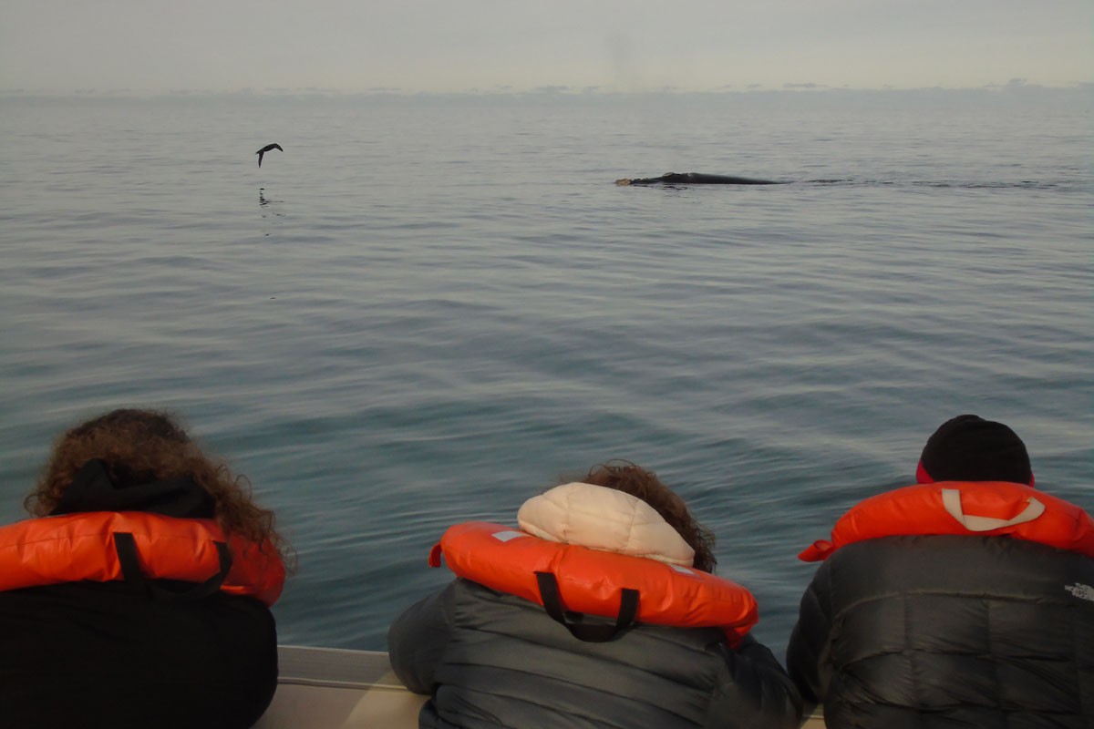 fotosafari y aventura en puerto madryn y peninsula valdes373