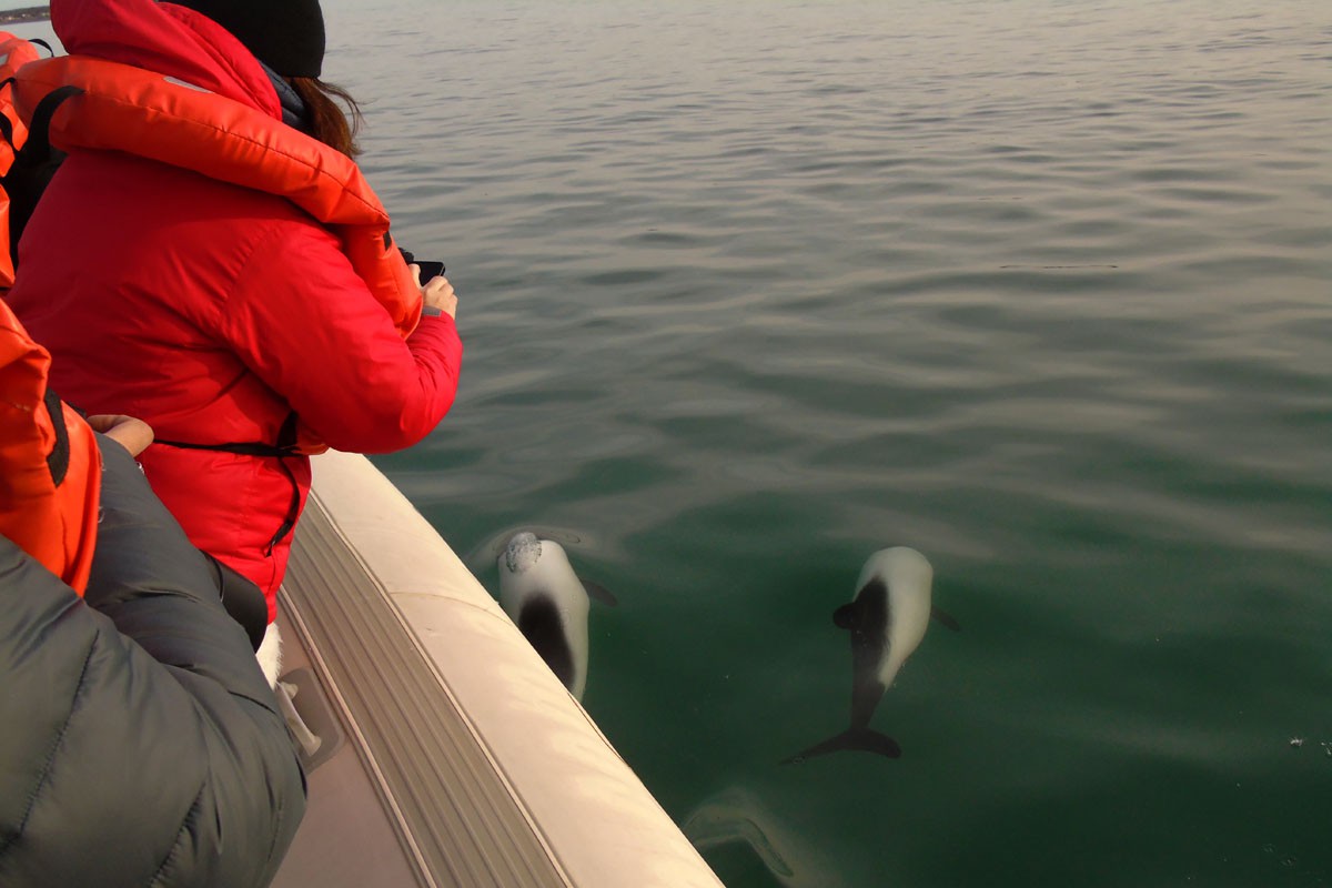 fotosafari y aventura en puerto madryn y peninsula valdes930