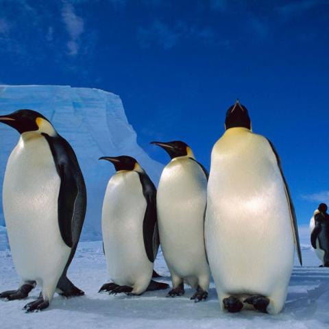 ANTARCTIC EXPLORER: DISCOVERING THE 7th CONTINENT