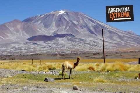 Guanaco posando frente al Inca Huasi