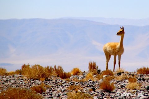 Guanaco camino al Campo de Piedra Pomez - Puna Catamarqueña