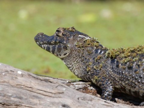 Bañado La Estrella - Exploración, fotosafari, canotaje y avistaje de fauna - Formosa 
