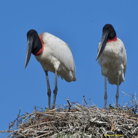 Bañado La Estrella - Exploración, fotosafari, canotaje y avistaje de fauna - Formosa 