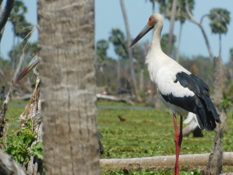 Bañado La Estrella - Exploración, fotosafari, canotaje y avistaje de fauna - Formosa 
