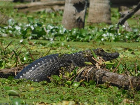 Bañado La Estrella - Exploración, fotosafari, canotaje y avistaje de fauna - Formosa 