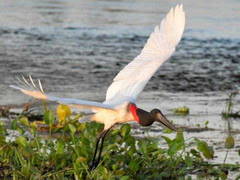 Bañado La Estrella - Exploración, fotosafari, canotaje y avistaje de fauna - Formosa 
