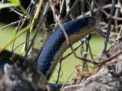 Bañado La Estrella - Exploración, fotosafari, canotaje y avistaje de fauna - Formosa 