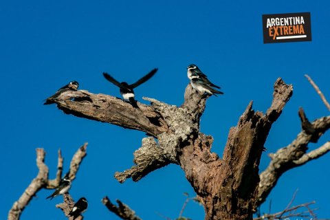 Cabalgata, Avistajes y Experiencia de Estancia en Corrientes