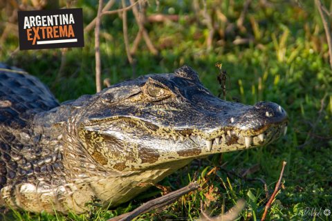 Cabalgata, Avistajes y Experiencia de Estancia en Corrientes