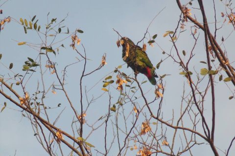 canotaje por rio paraguay formosa banado la estrella727