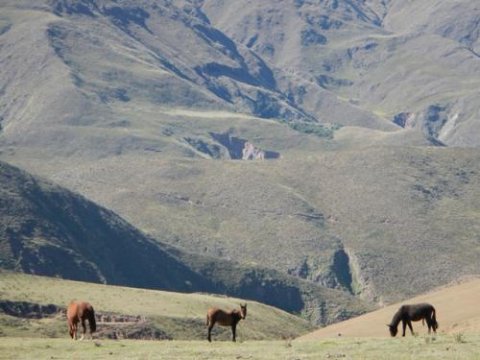 champaqui caballos sierras