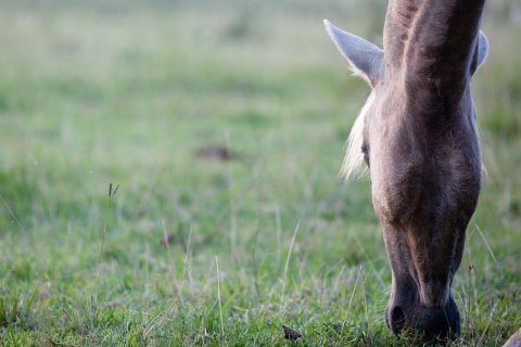 estancia gaucho argentino 145