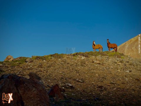 Caballos