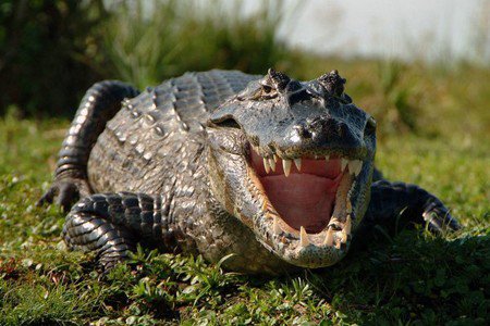 Multiaventura en los Esteros del Iberá - para grupos y colegios - Corrientes