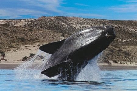 fotosafari avistajes de ballenas peninsula valdes puerto madryn 2