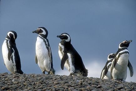 fotosafari avistajes de ballenas peninsula valdes puerto madryn 3