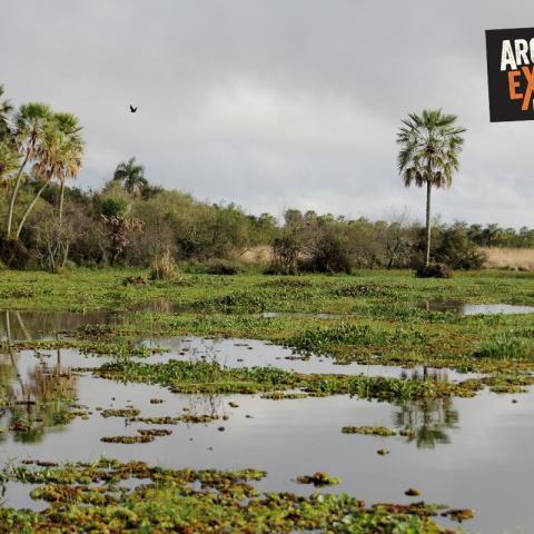 Multiaventura en los Esteros del Iberá - Trekking, Avistajes y Cabalgata por los Esteros 