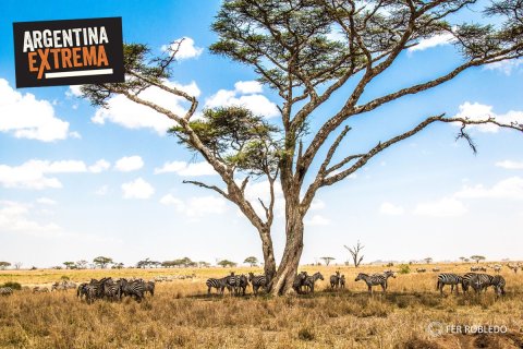 fotosafari serengeti ngorongoro manyara africa 353