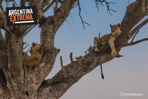 fotosafari serengeti ngorongoro manyara africa 881