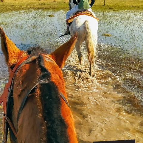 Horseback riding to the Estuaries in Corrientes - Argentine Estancia Experience