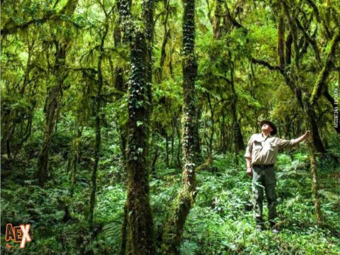 Parque Nacional Baritú - Trekking, excursión y exploración - Salta - Yungas - NOA