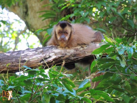 Parque Nacional Baritú - Trekking, excursión y exploración - Salta - Yungas - NOA