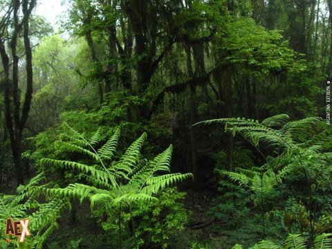 Parque Nacional Baritú - Trekking, excursión y exploración - Salta - Yungas - NOA