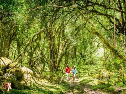 Parque Nacional Baritú - Trekking, excursión y exploración - Salta - Yungas - NOA