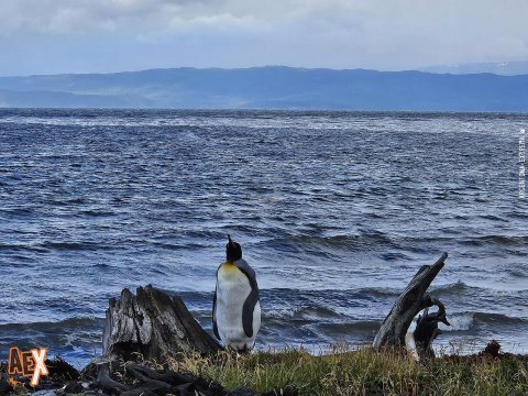 Trekking en Península Mitre - El último confín de la Tierra - Bahia Aguirre - Tierra del Fuego