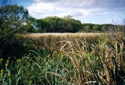 reserva ribera norte luna llena 04.JPG