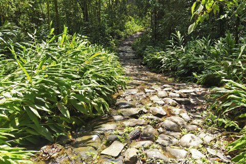 parte de selva