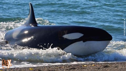 Trekking de las Ballenas - Bahia Cracker a Punta Ninfas - Trekking - Puerto Madryn - Chubut