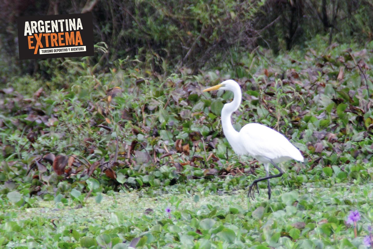 iniciacion a la observacion de aves 108