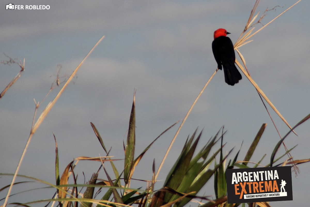 iniciacion a la observacion de aves 261