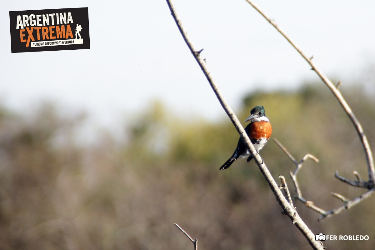 iniciacion a la observacion de aves 281