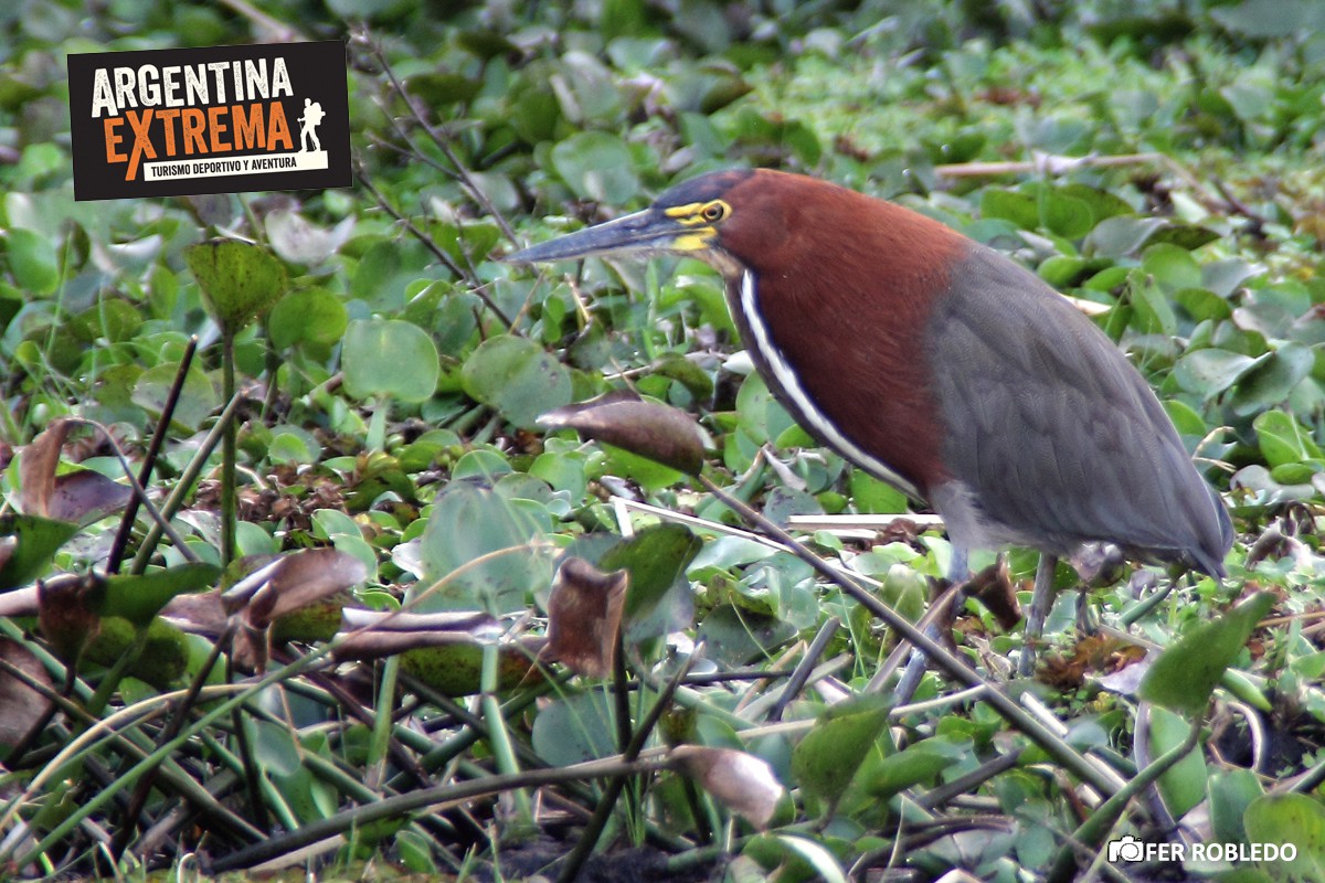 iniciacion a la observacion de aves 485