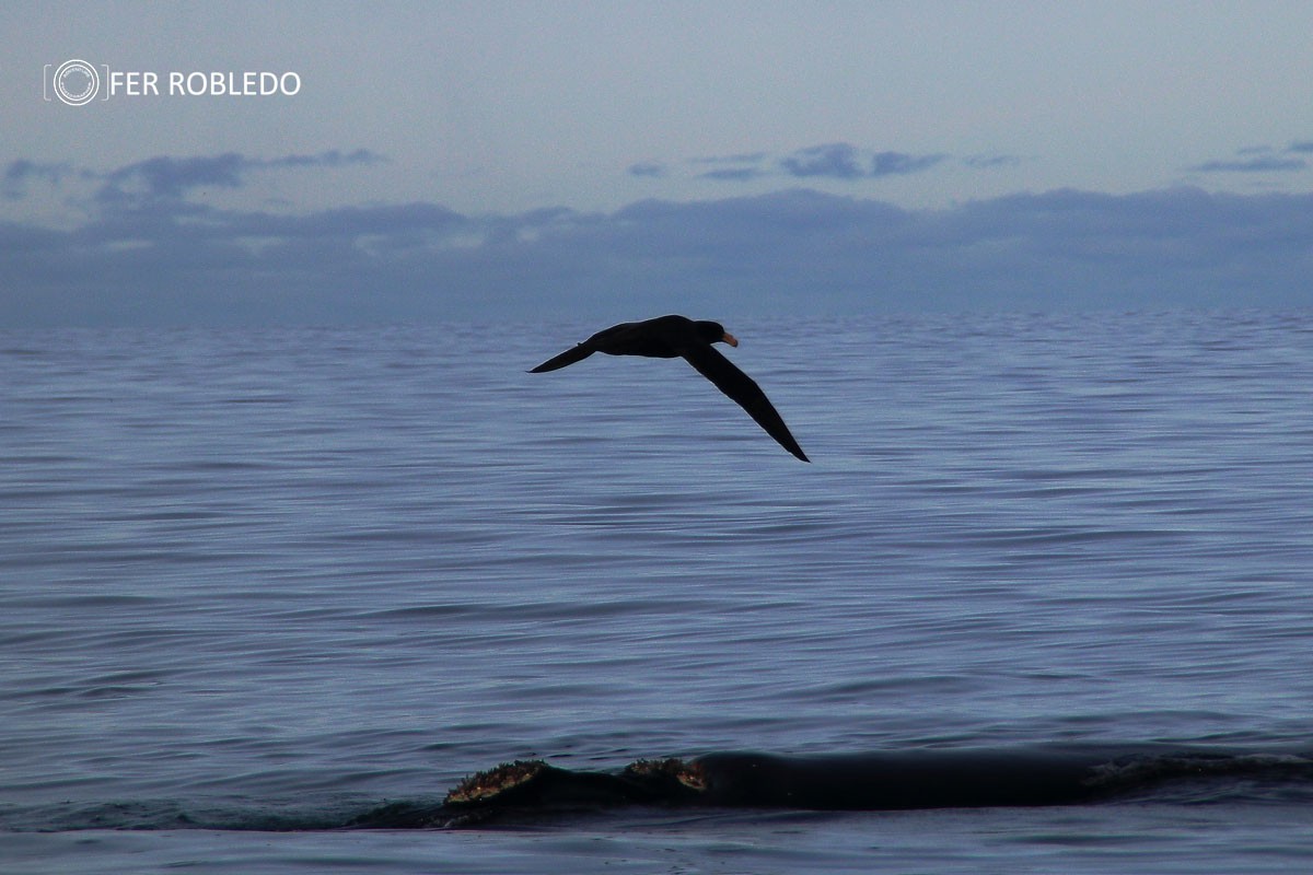 iniciacion a la observacion de aves 830