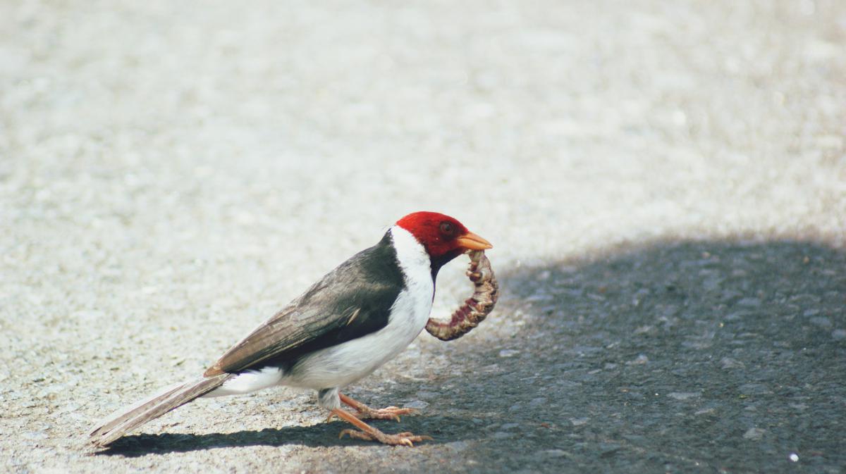 iniciacion a la observacion de aves 846