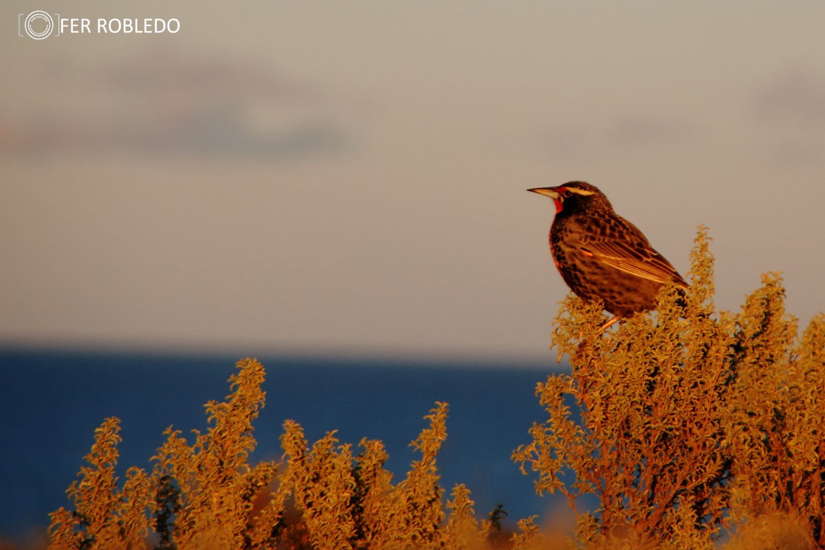 iniciacion a la observacion de aves 898