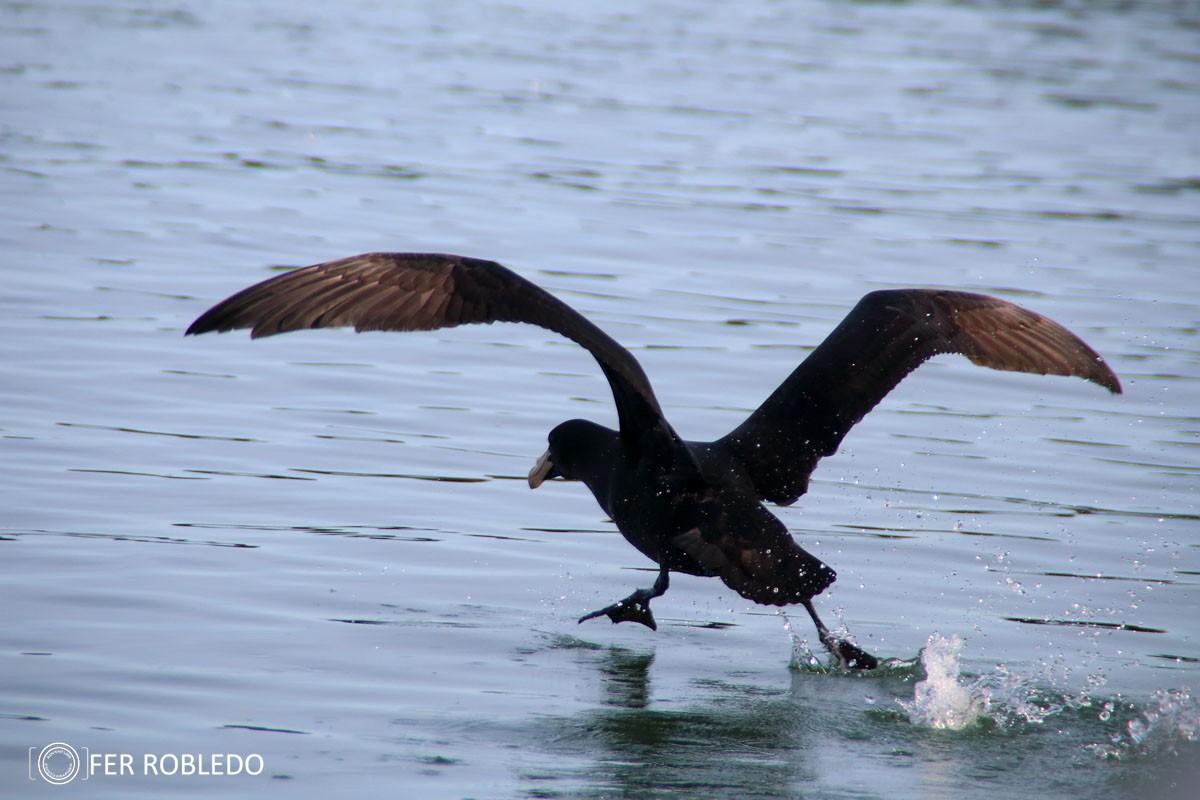iniciacion a la observacion de aves 985