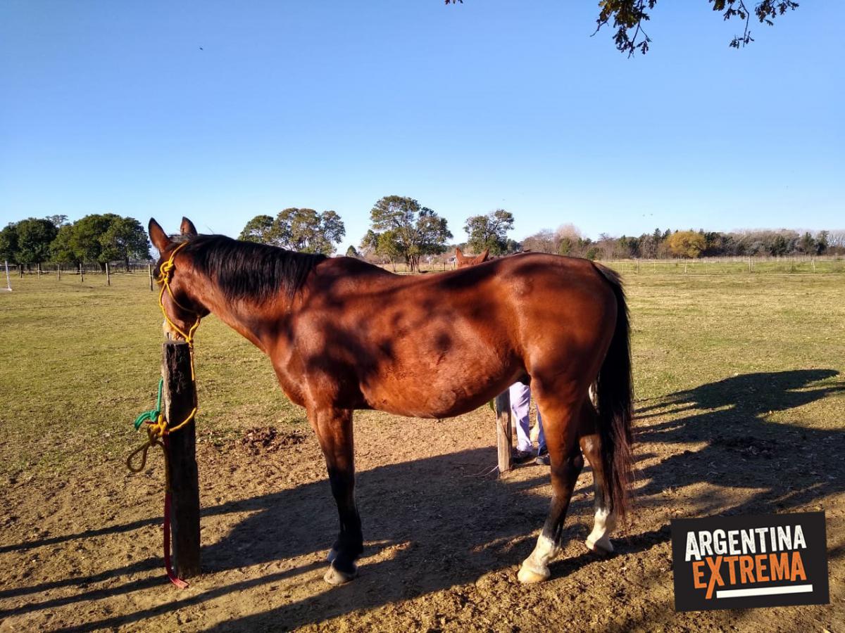Iniciación a las Travesías a Caballo - Taller de Equitación - Estancia en Buenos Aires